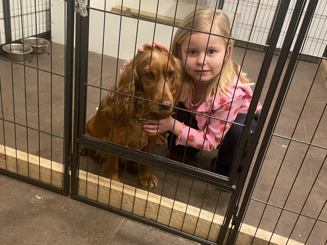 Billede 4 - Hvalpe på vej 