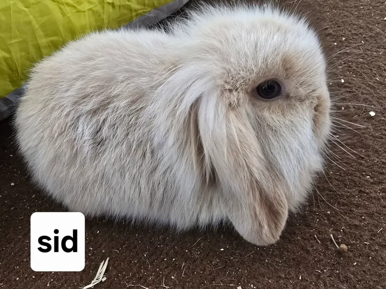 Billede 4 - 4 kælen og søde unger 