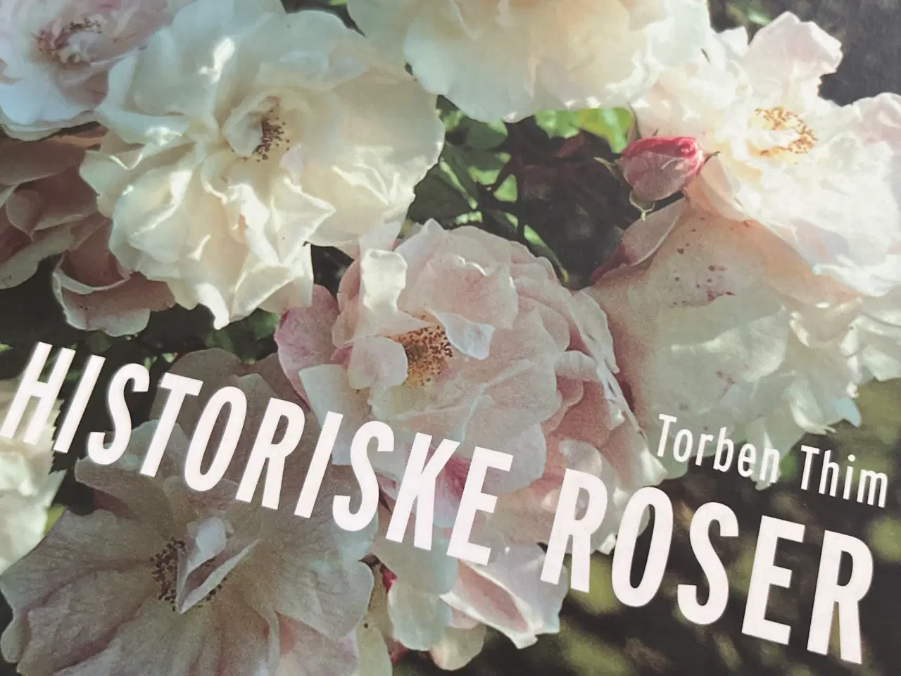 Billede 9 - GHITAS ROSER & HISTORISKE ROSER - begge samlet 95