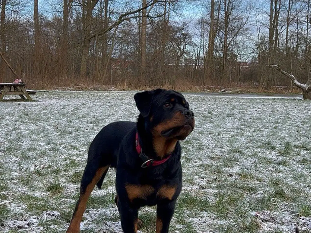 Billede 4 - Rottweiler hvalpe 