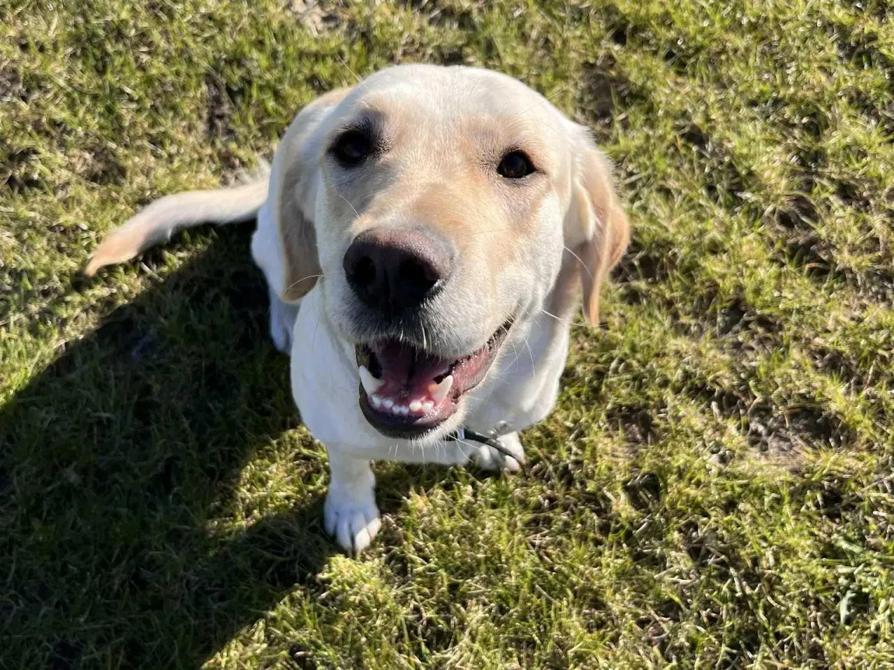 Billede 3 - Golden/Labrador retriever Hund