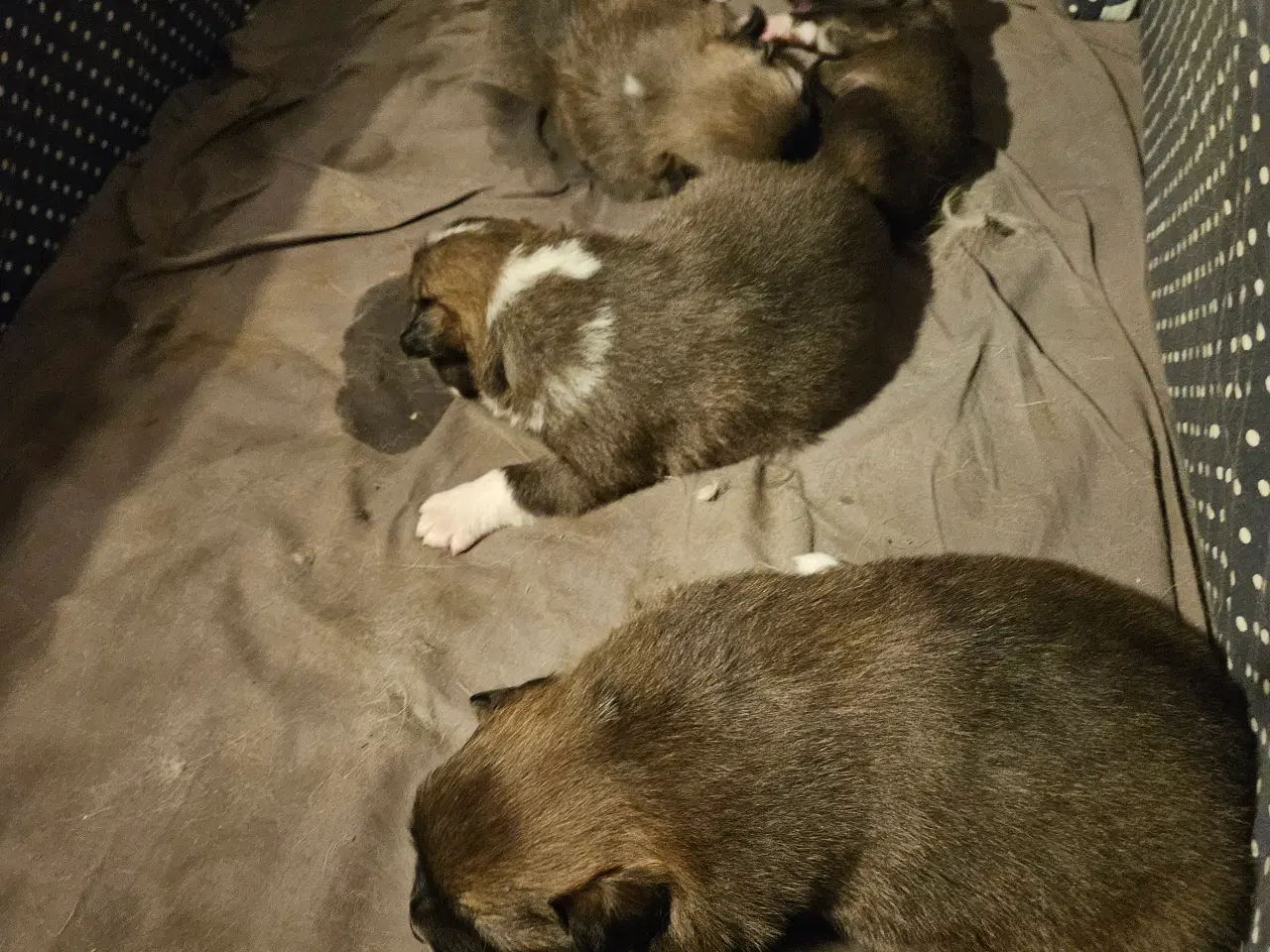 Billede 3 - Islandsk fårehunde hvalpe