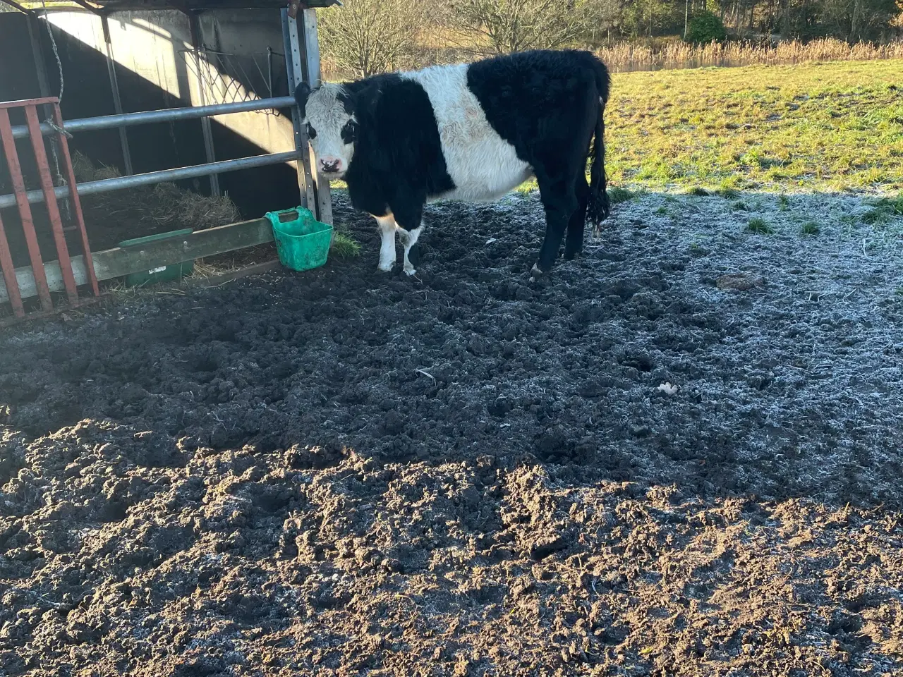 Billede 2 - Galloway x herford kvie.