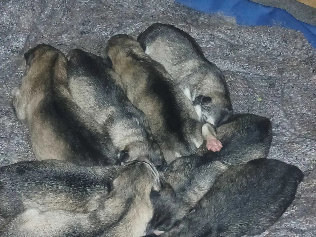 Billede 2 - Alaskan malamute hvalpe sælges