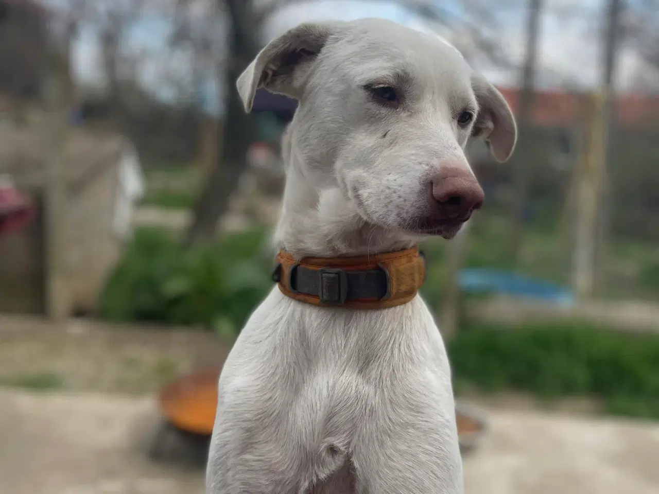 Billede 6 - Smukkeste Snoopy søger sit helt eget hjem