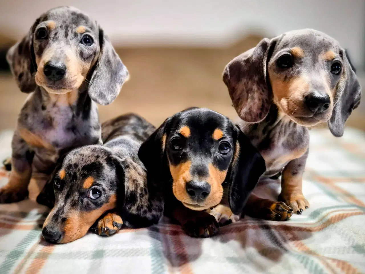 Billede 1 - Gravhund hvalpe