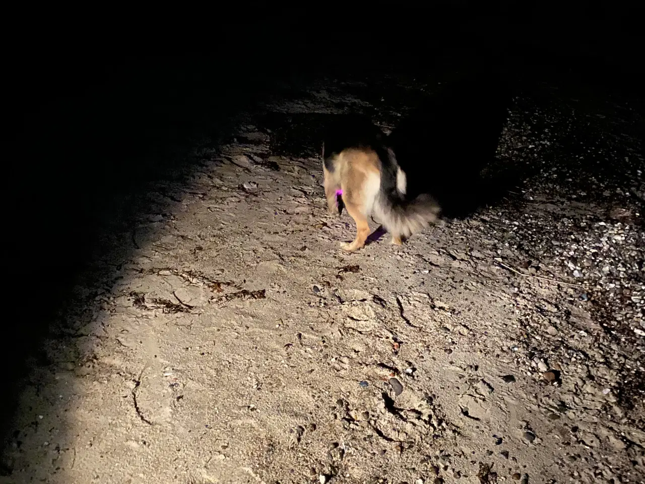 Billede 1 - Schæferhund tæve søger nyt hjem