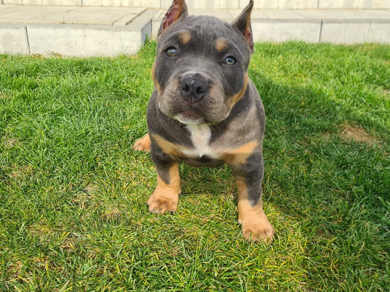 Billede 5 - American Bully Dreng blutricolor