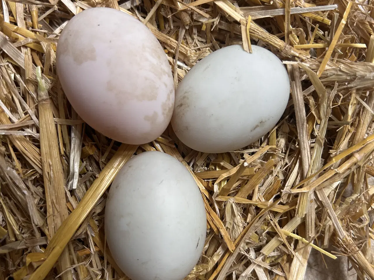 Billede 1 - Rugeæg fra løbeænder