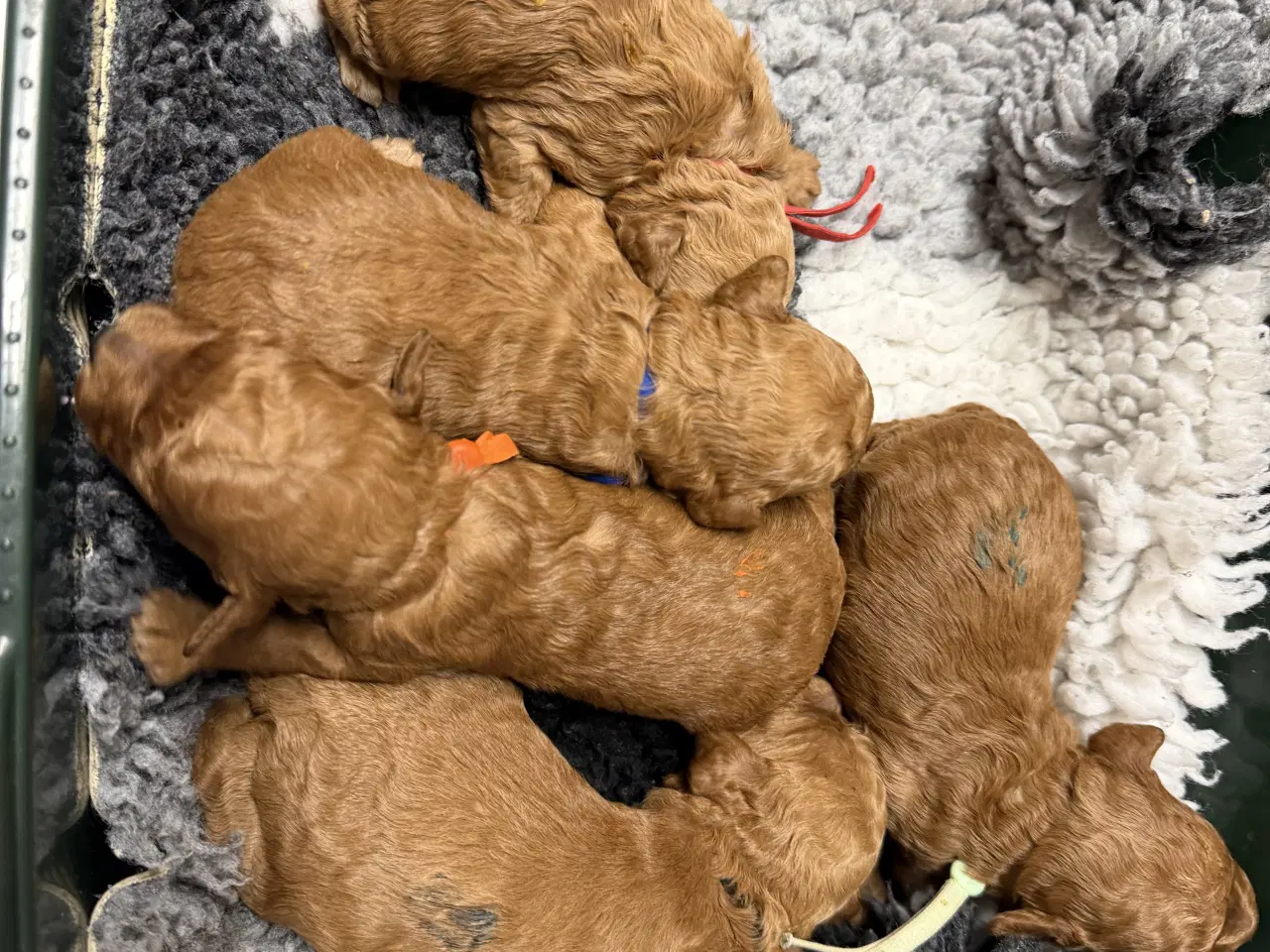 Billede 5 - Skønne Cavapoo F2b