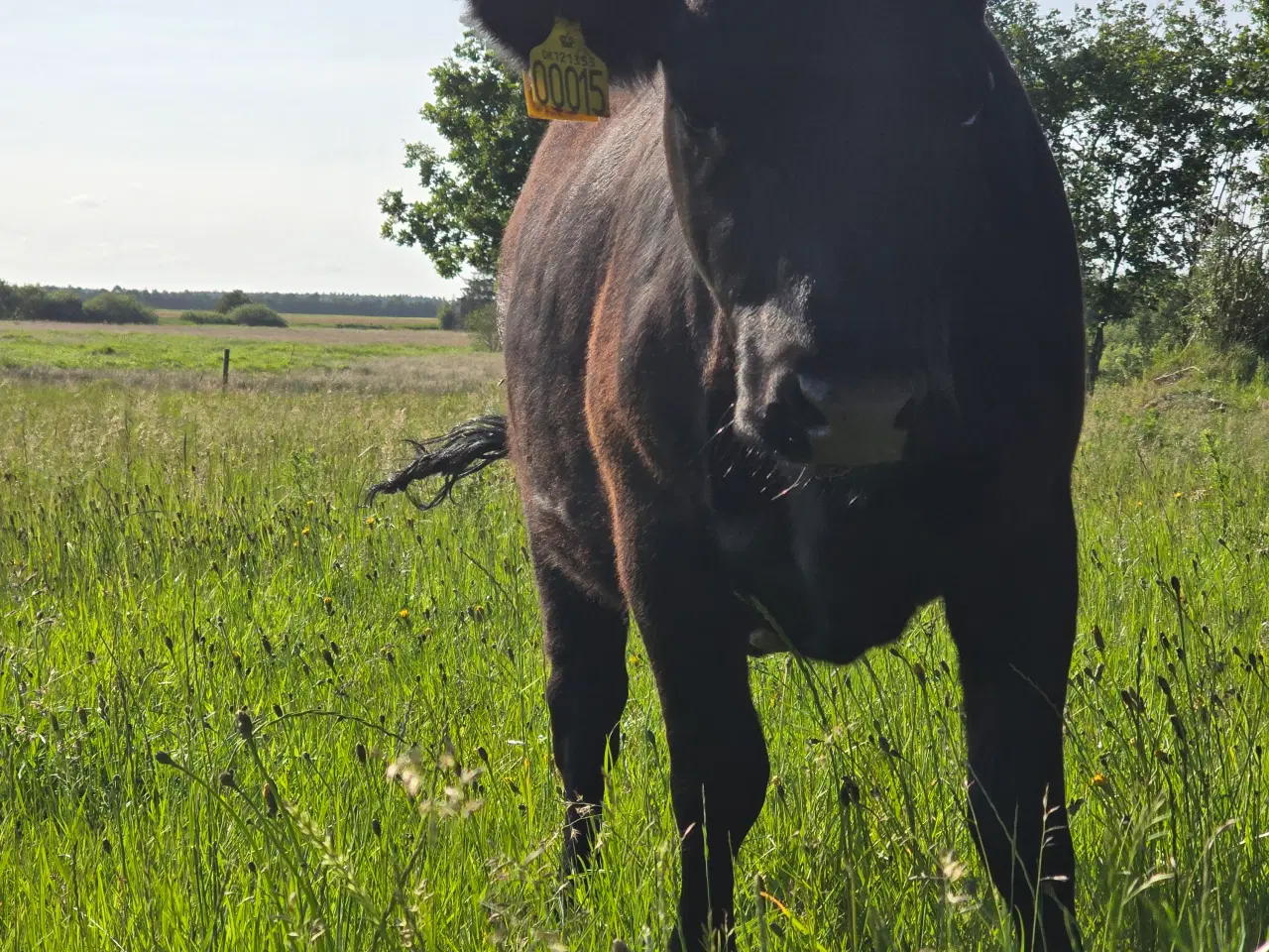 Billede 2 - Dexter kvie polled