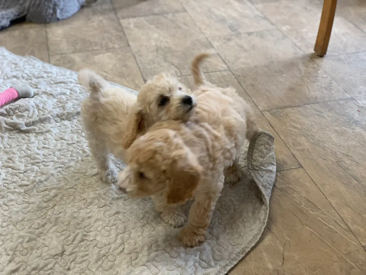 Billede 6 - Maltipoo babyer er rejse klar nu 
