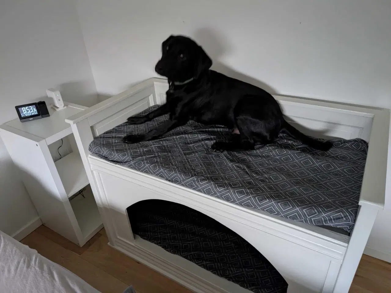 Billede 4 - 8 mdr formel 1 labrador