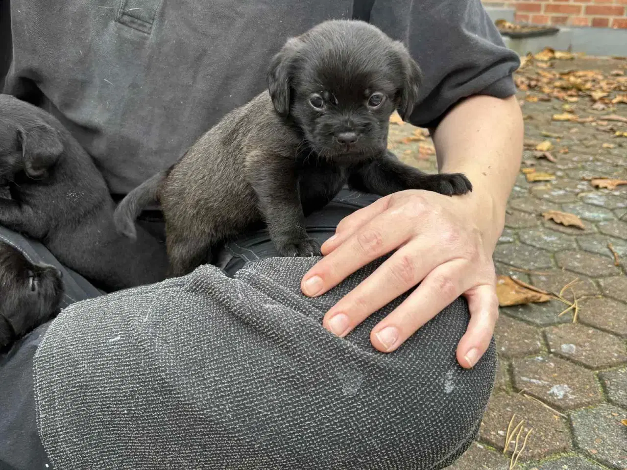 Billede 7 - Dansk-Svensk gårdhund blanding