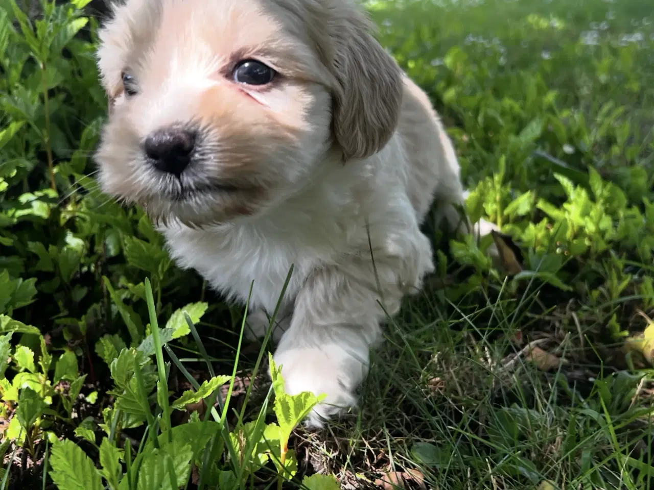 Billede 5 - Coton - Shih tzu hundehvalpe 