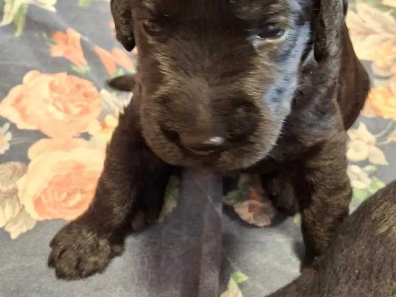 Billede 11 - Labradoodle hvalpe 