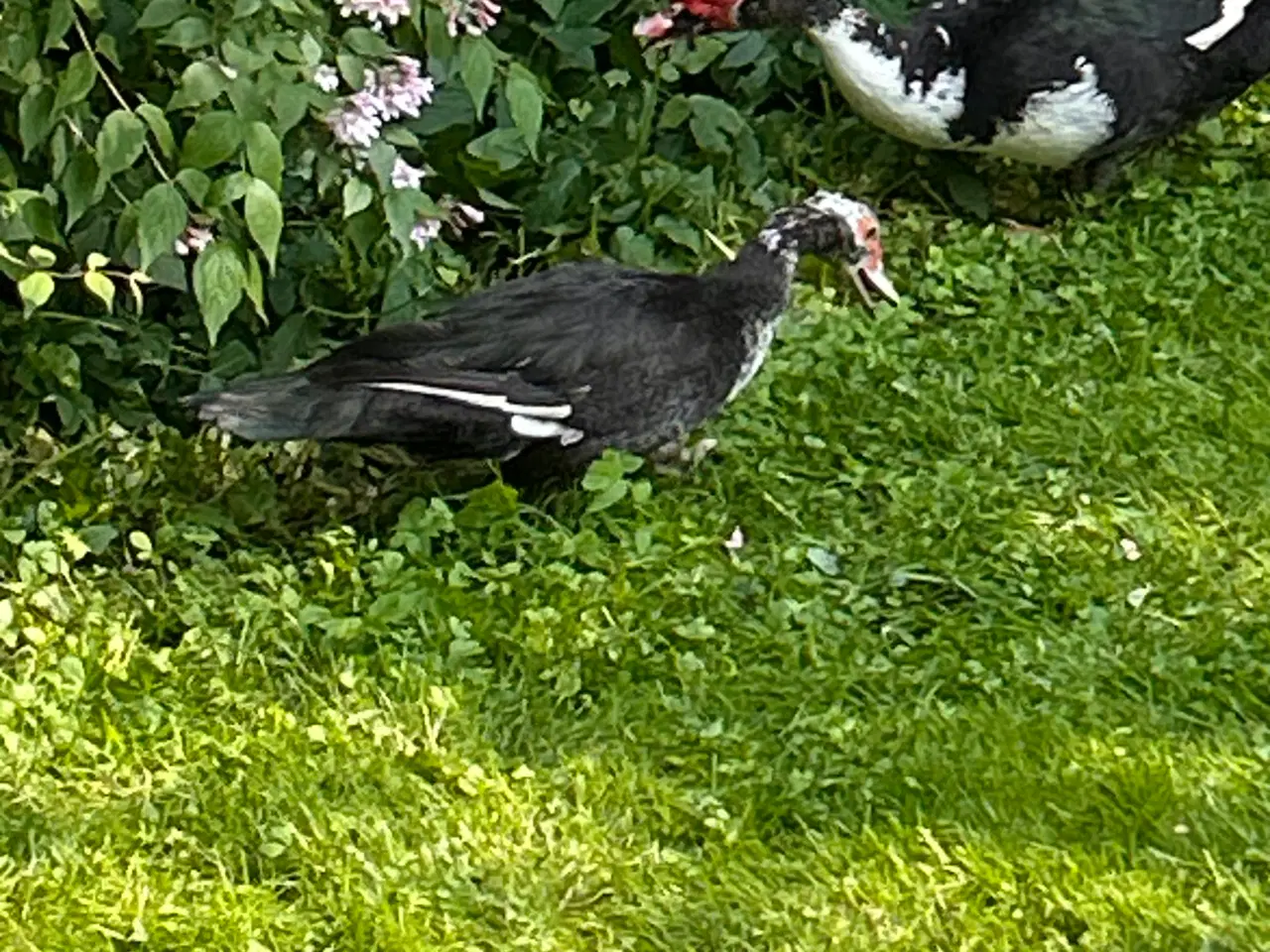 Billede 2 - Moskus and og andrik - 1 år gamle. Gode avlsdyr. 