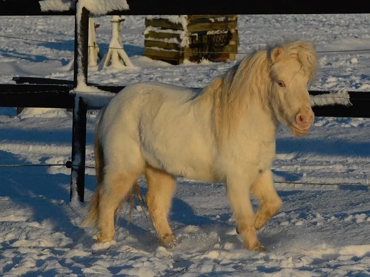 Billede 2 - Mini Shetlænder leases eller byttes i avlssæson 