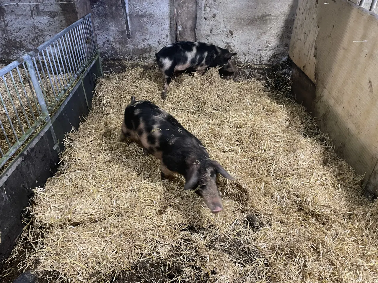 Billede 1 - 2 unge orne