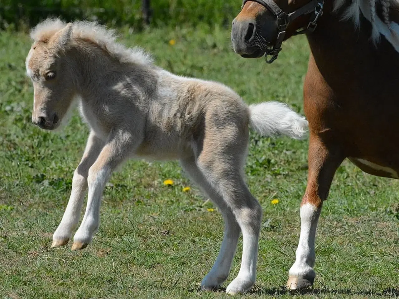 Billede 13 - Mini Shetlænder leases eller byttes i avlssæson 