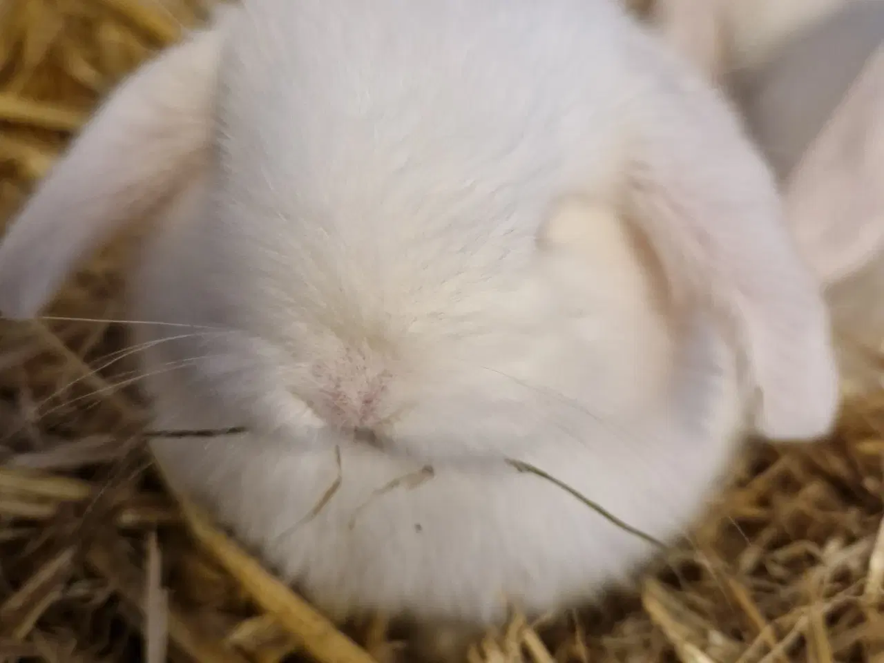 Billede 1 - Minilop unge 