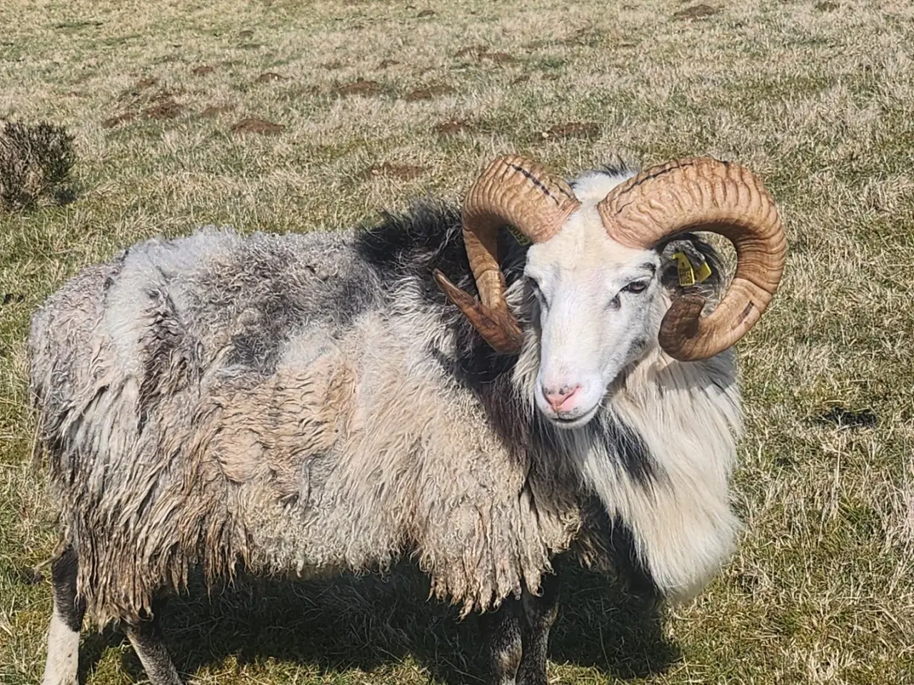 Billede 4 - Gute  Ung Vædder