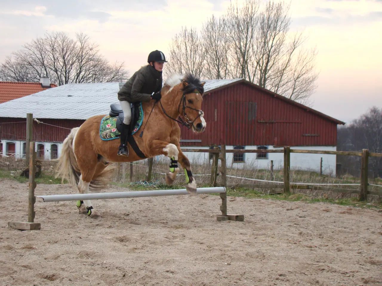 Billede 15 - Pinto/nordbakker blanding 