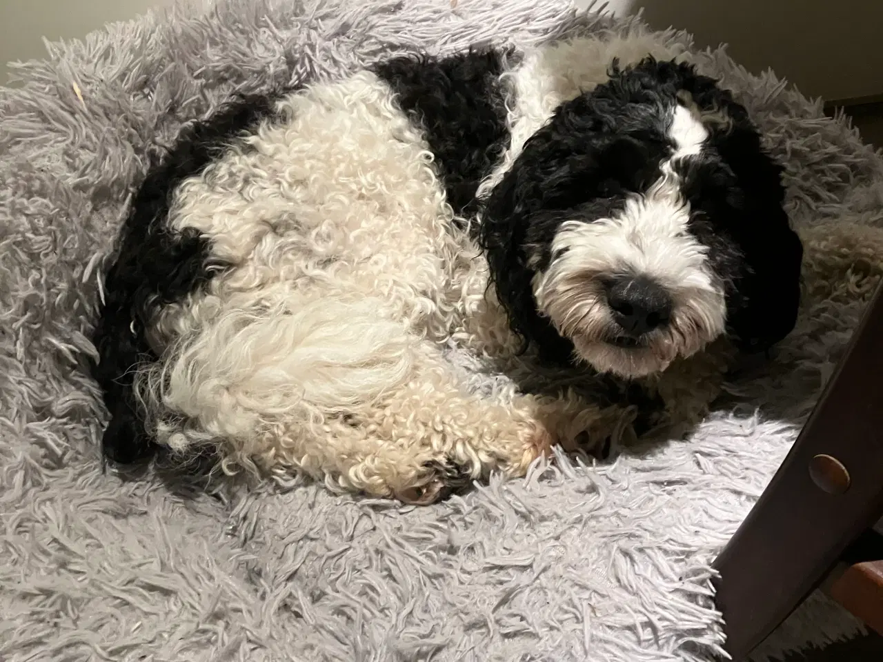 Billede 3 - Springerspaniel/puddel 1 år 