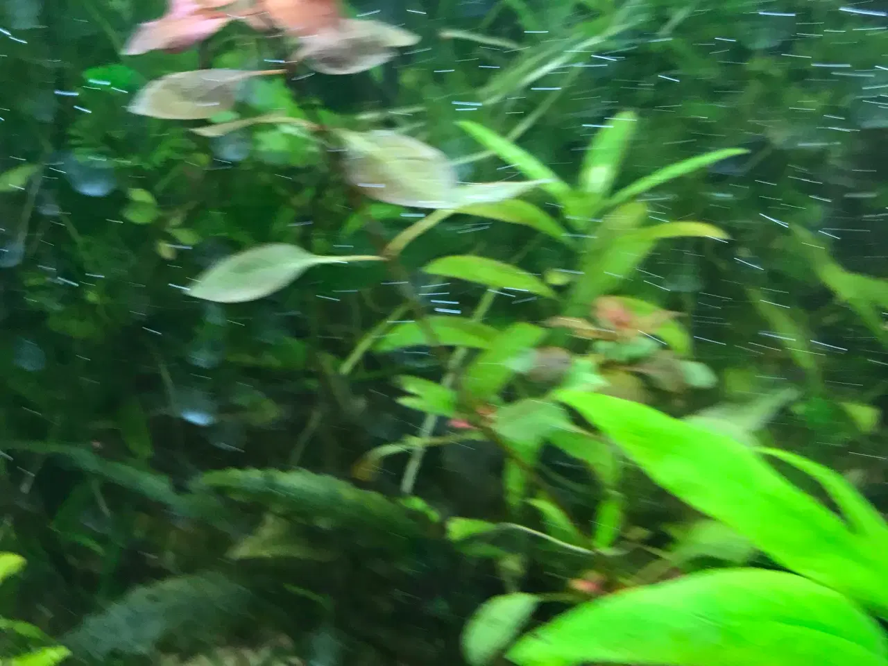 Billede 9 - Akvarie planter, 2stk.