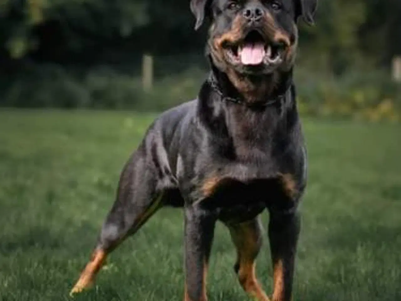 Billede 7 - DKK Rottweiler hvalp Han 