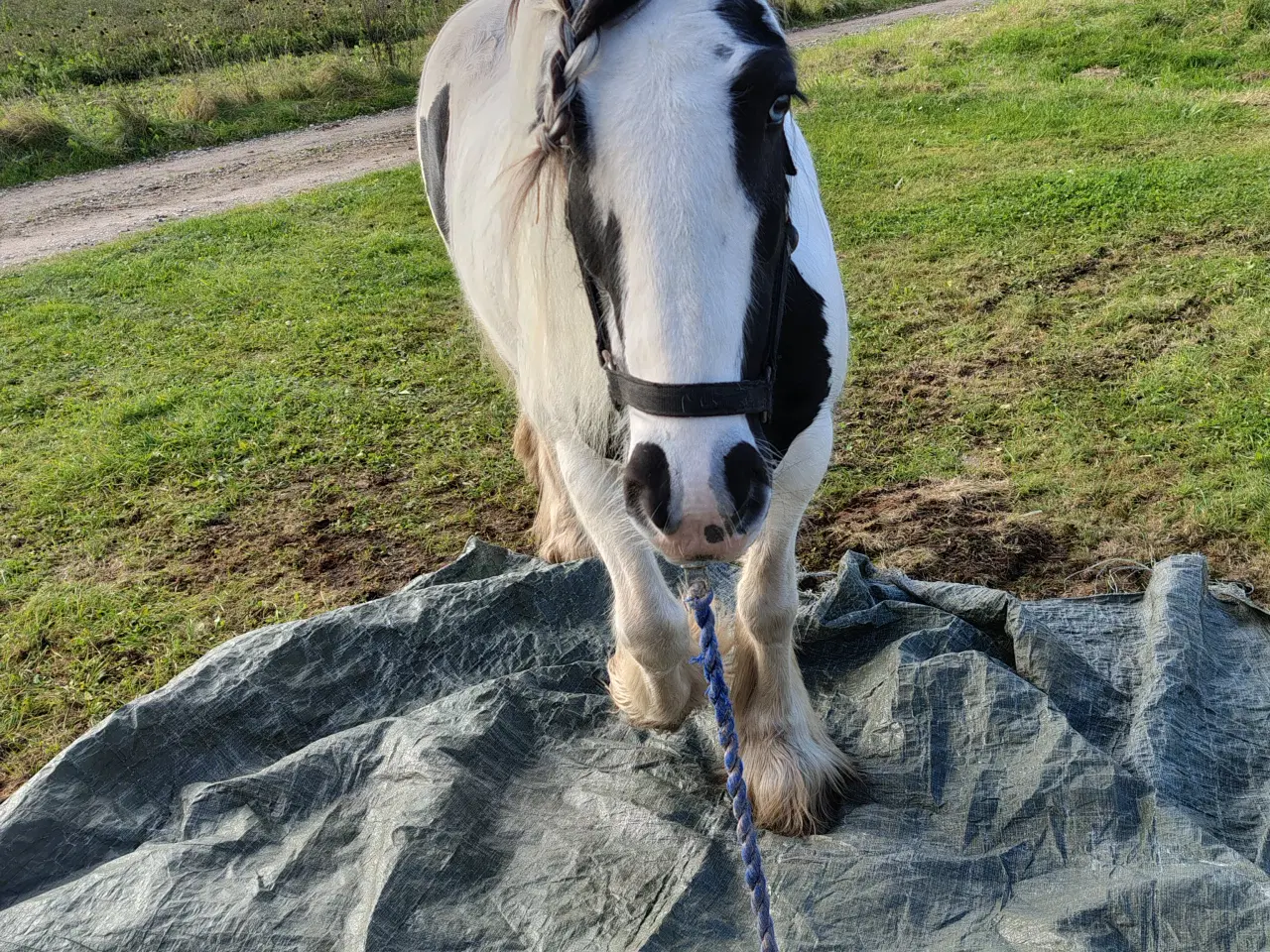 Billede 3 - Irish cob, vallak