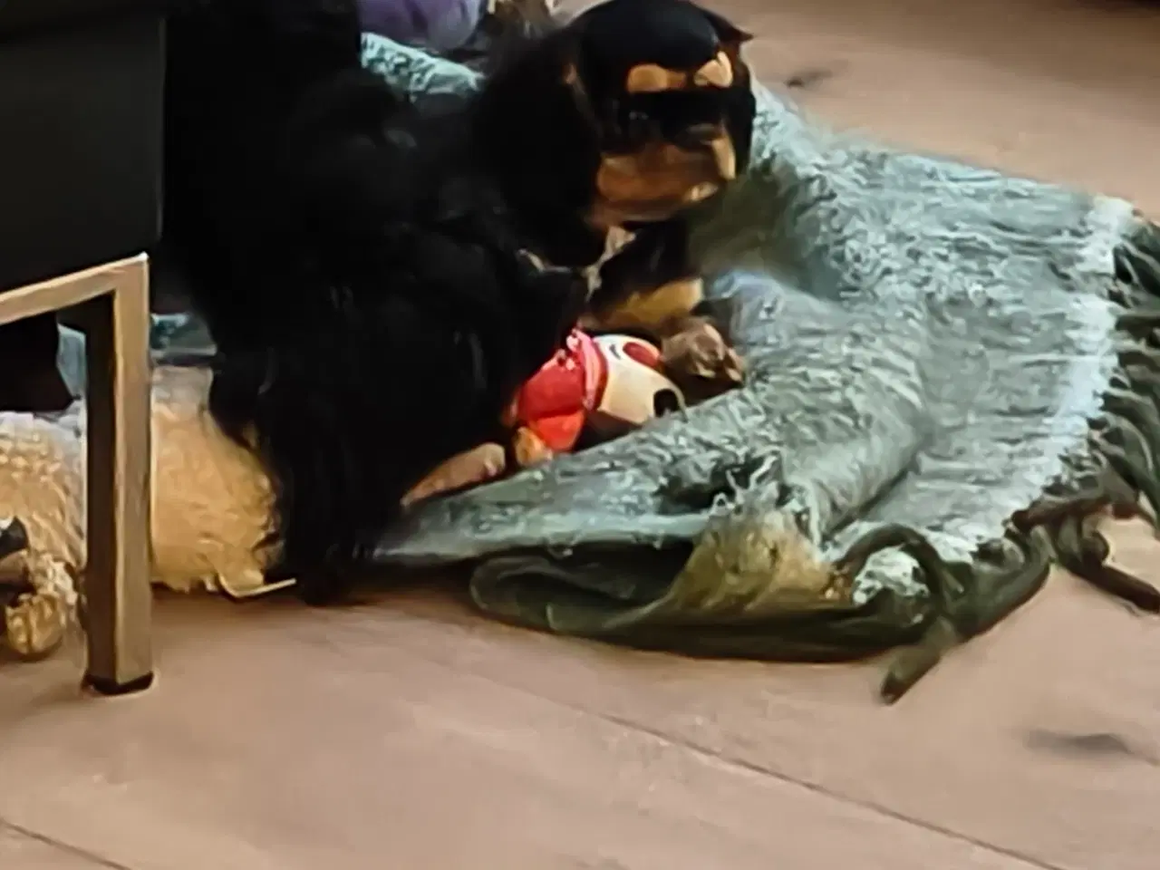 Billede 1 - King Charles Spaniel en sjælden race.