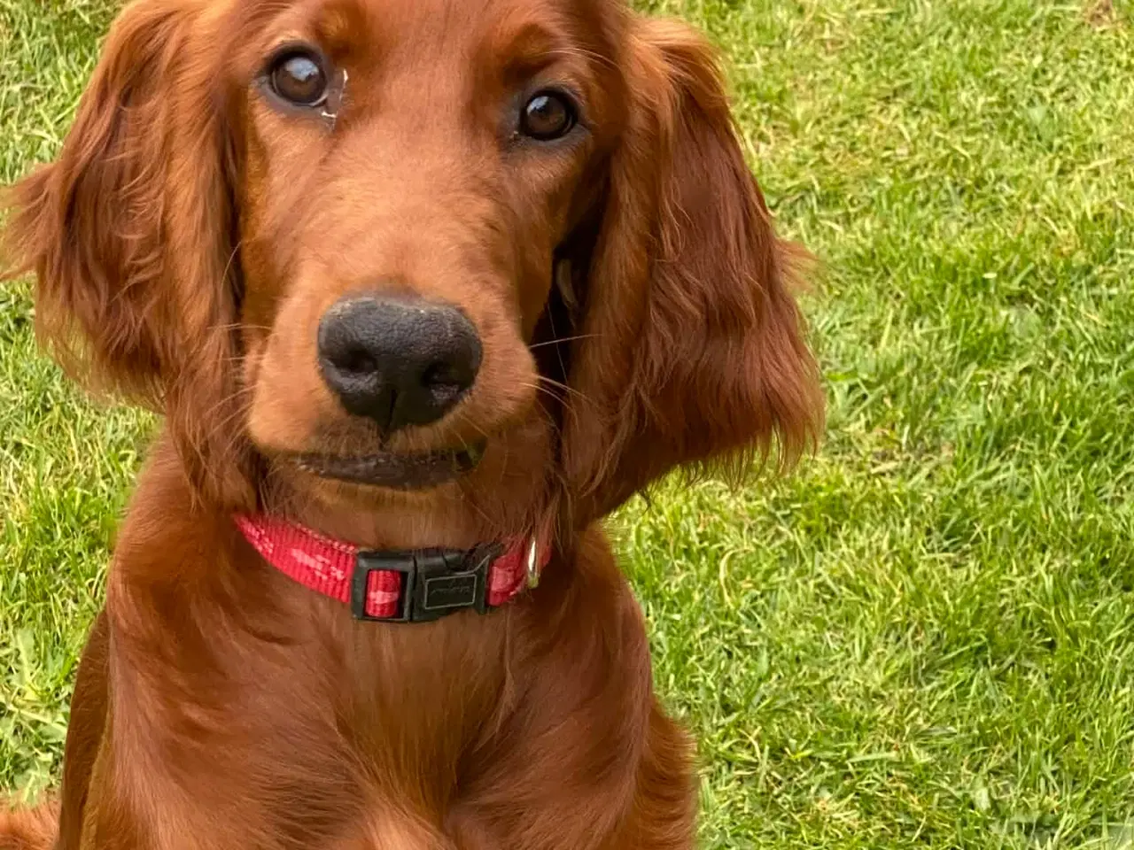 Billede 4 - 🐾 Smukke Lady – Ægte Irsk Setter fra udstillingsl