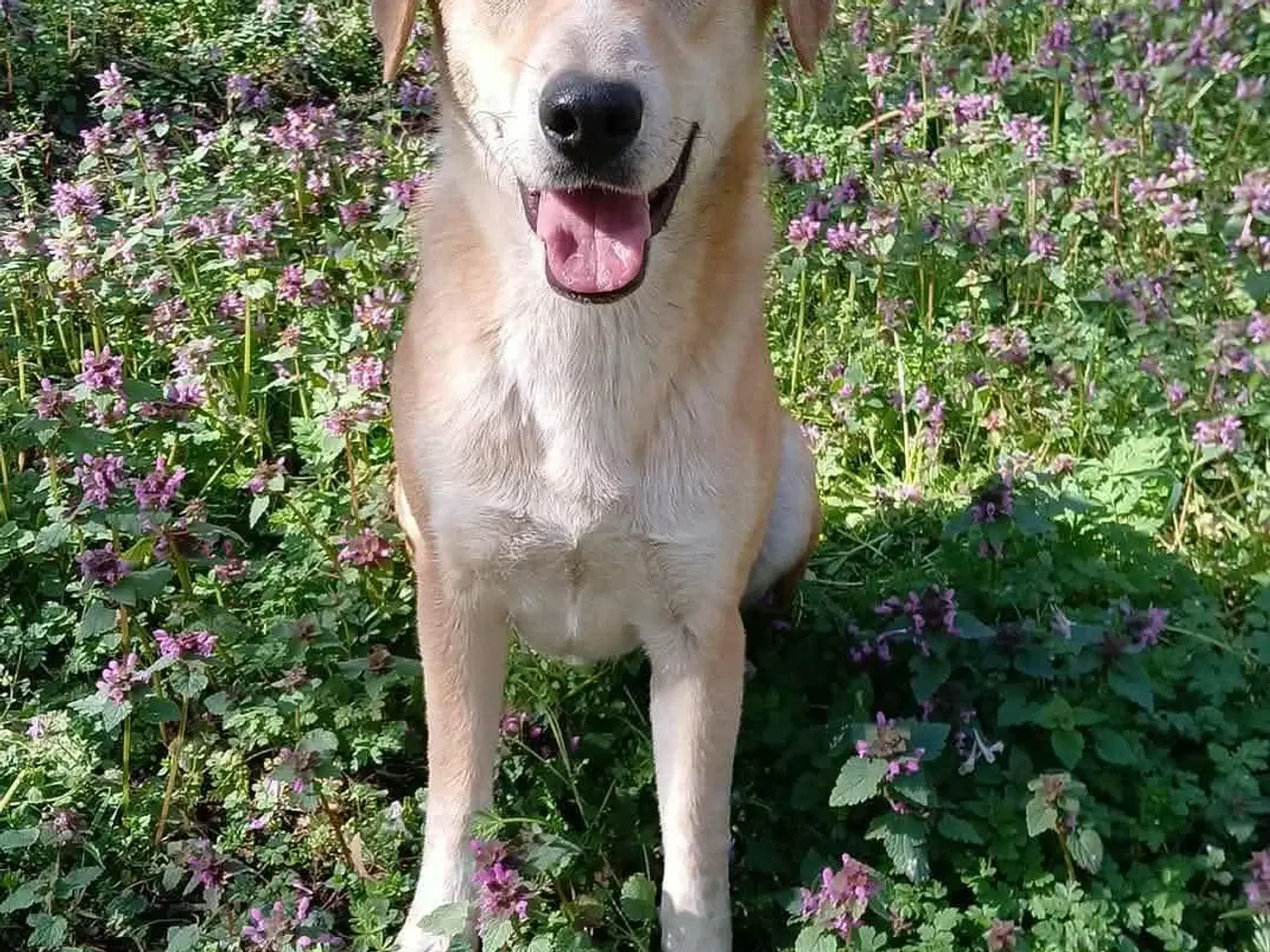 Billede 1 - Dino søger familie