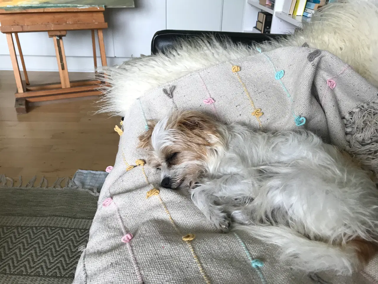 Billede 3 - Jack russell/ Malteser tæve