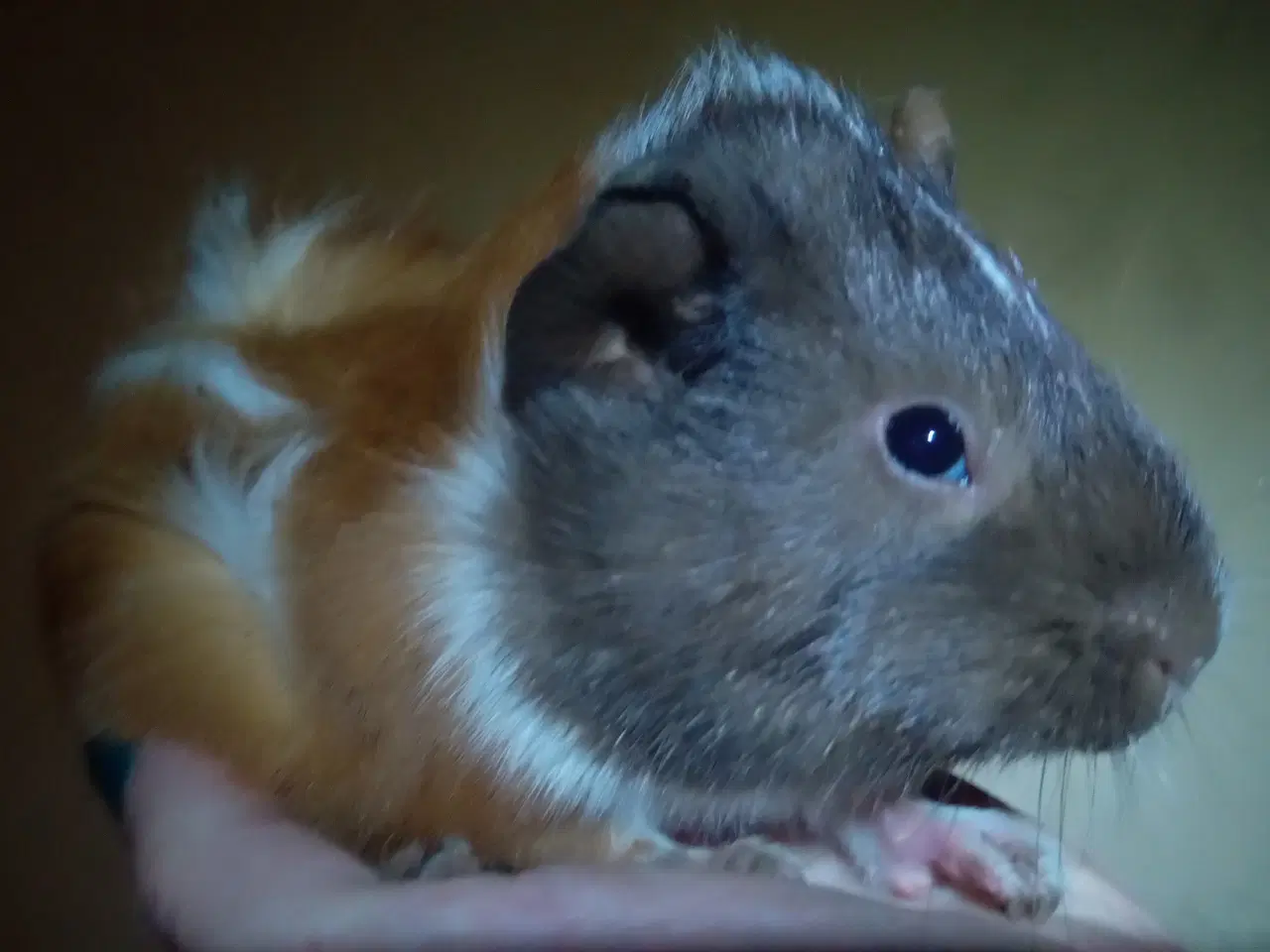 Billede 16 - Marsvin unger, forskellige racer 