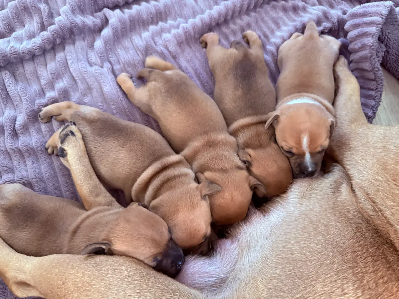 Billede 2 - 🐾 Staffordshire Bull Terrier hvalpe m. stamtavle