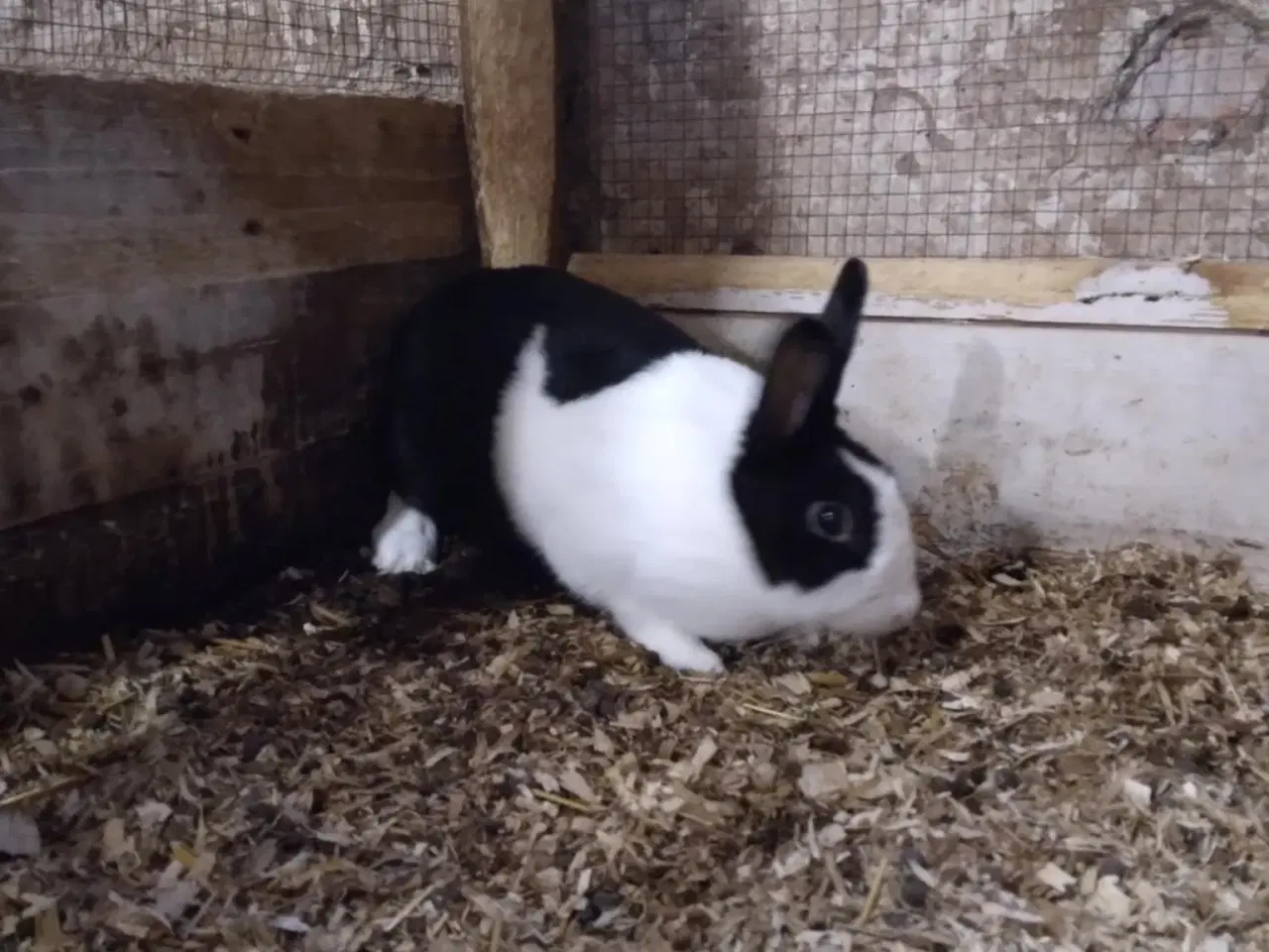 Billede 1 - Hun kanin sælges