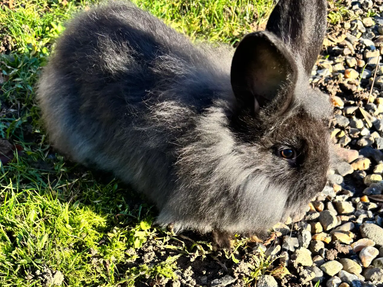 Billede 4 - Søde kaninunger sælges