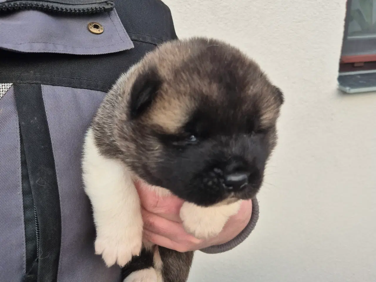 Billede 7 - Hundehvalpe American Akita 