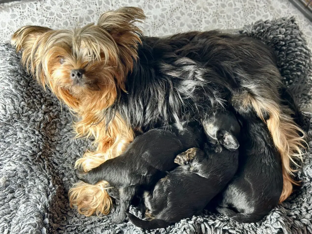 Billede 1 - Yorkiepoo hvalpe 