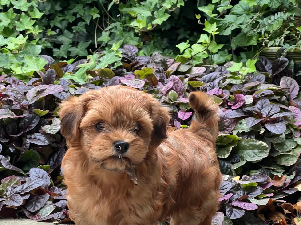 Billede 16 - 🧡Sød & Smuk Bichon Havanais 🧡