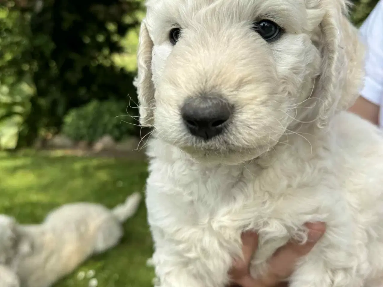 Billede 9 -  Goldendoodle 2. generation 