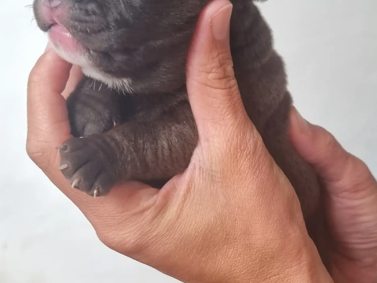 Billede 8 - Old english bulldog blandinger. 