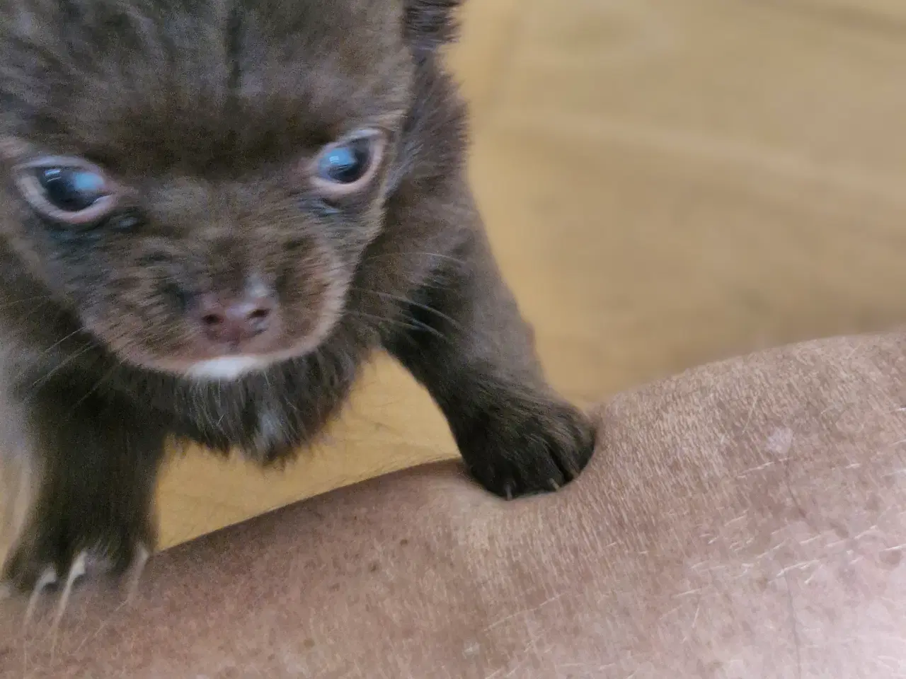 Billede 3 - Ægte chihuahua hvalpe 