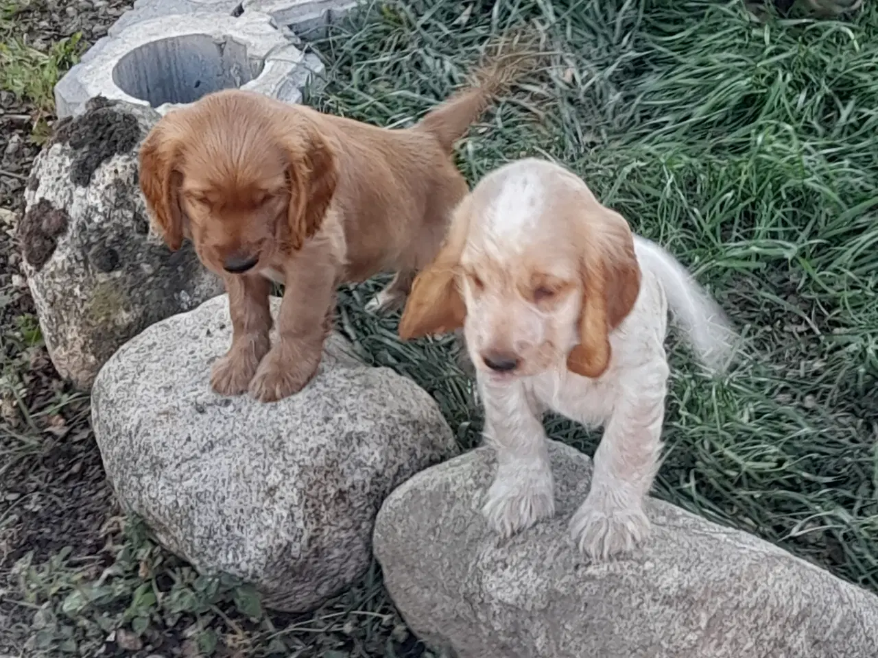 Billede 8 - engelsk cocker spaniel