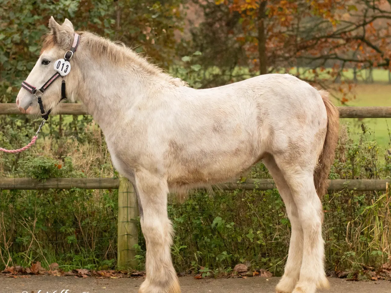 Billede 9 - Irish Cob hoppeføl