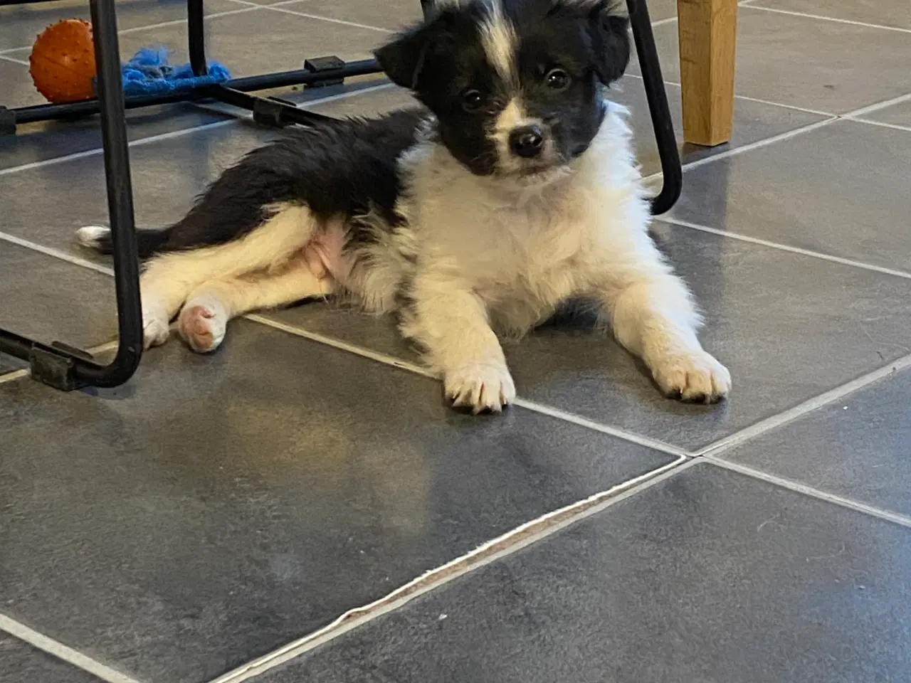 Billede 6 - Border collie / Coton de Tulear