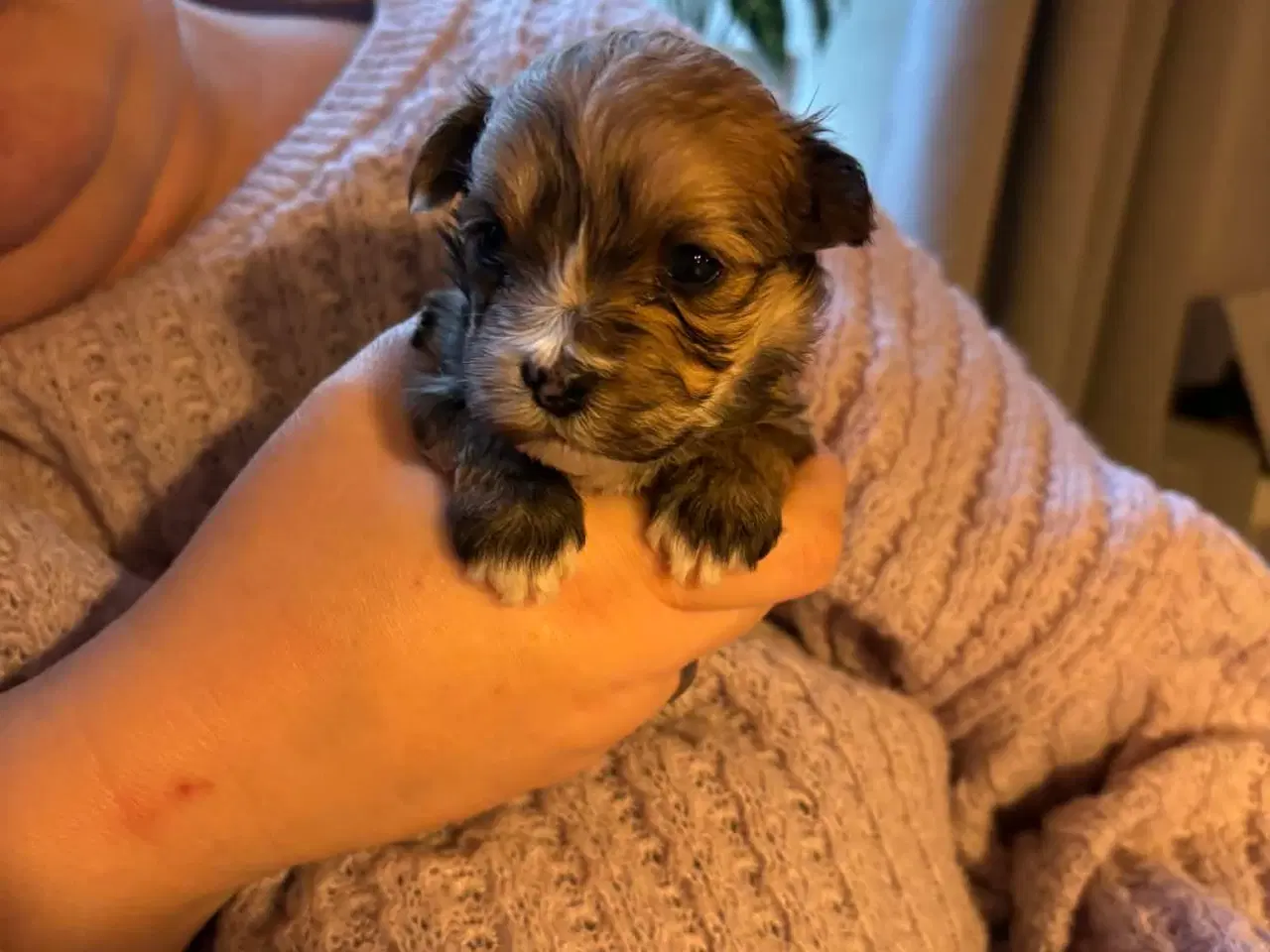 Billede 4 - Yorkshire Terrier/Coton De Tulear SOLGT