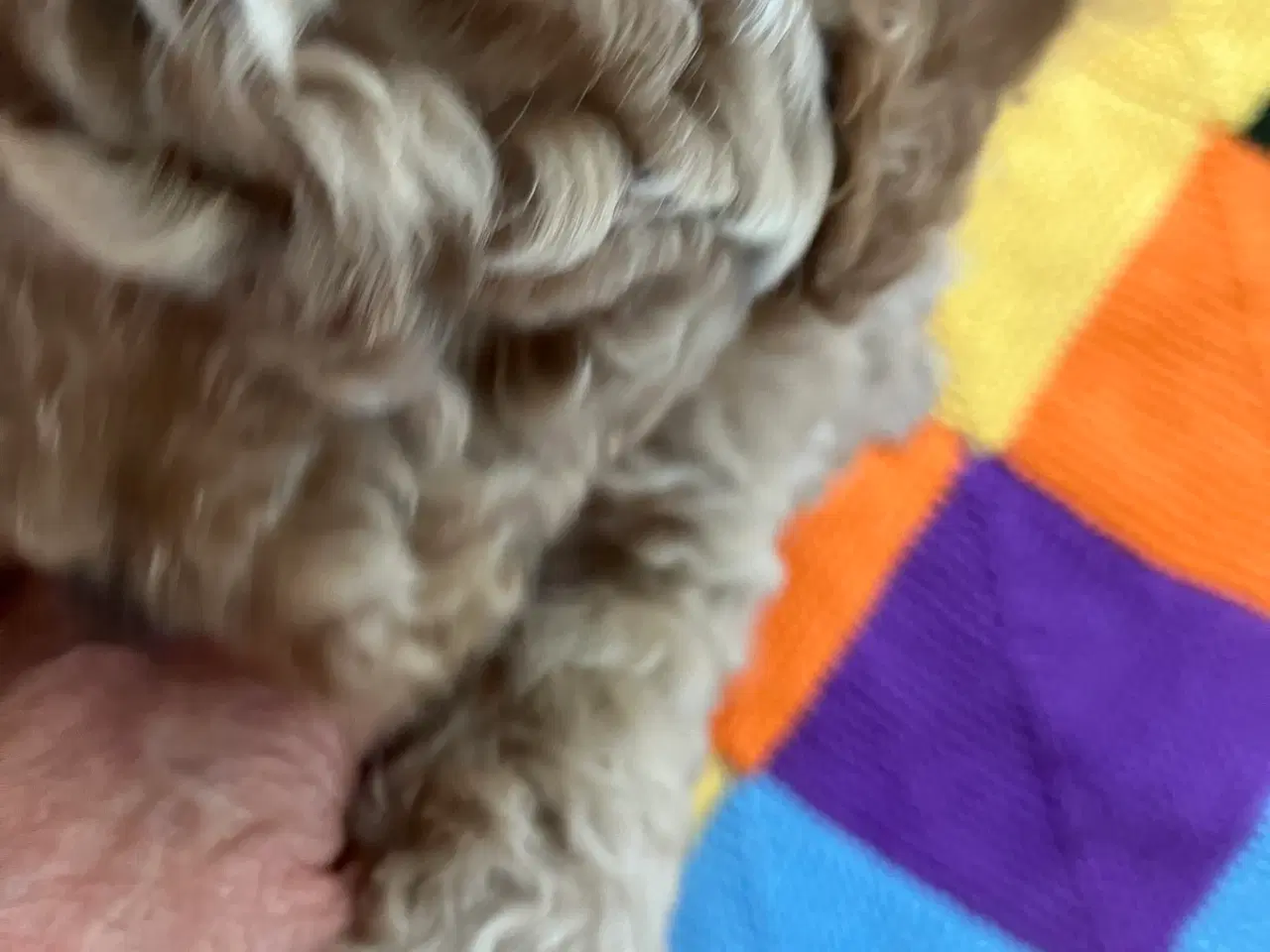 Billede 3 - Mellem labradoodle hvalpe Multigen
